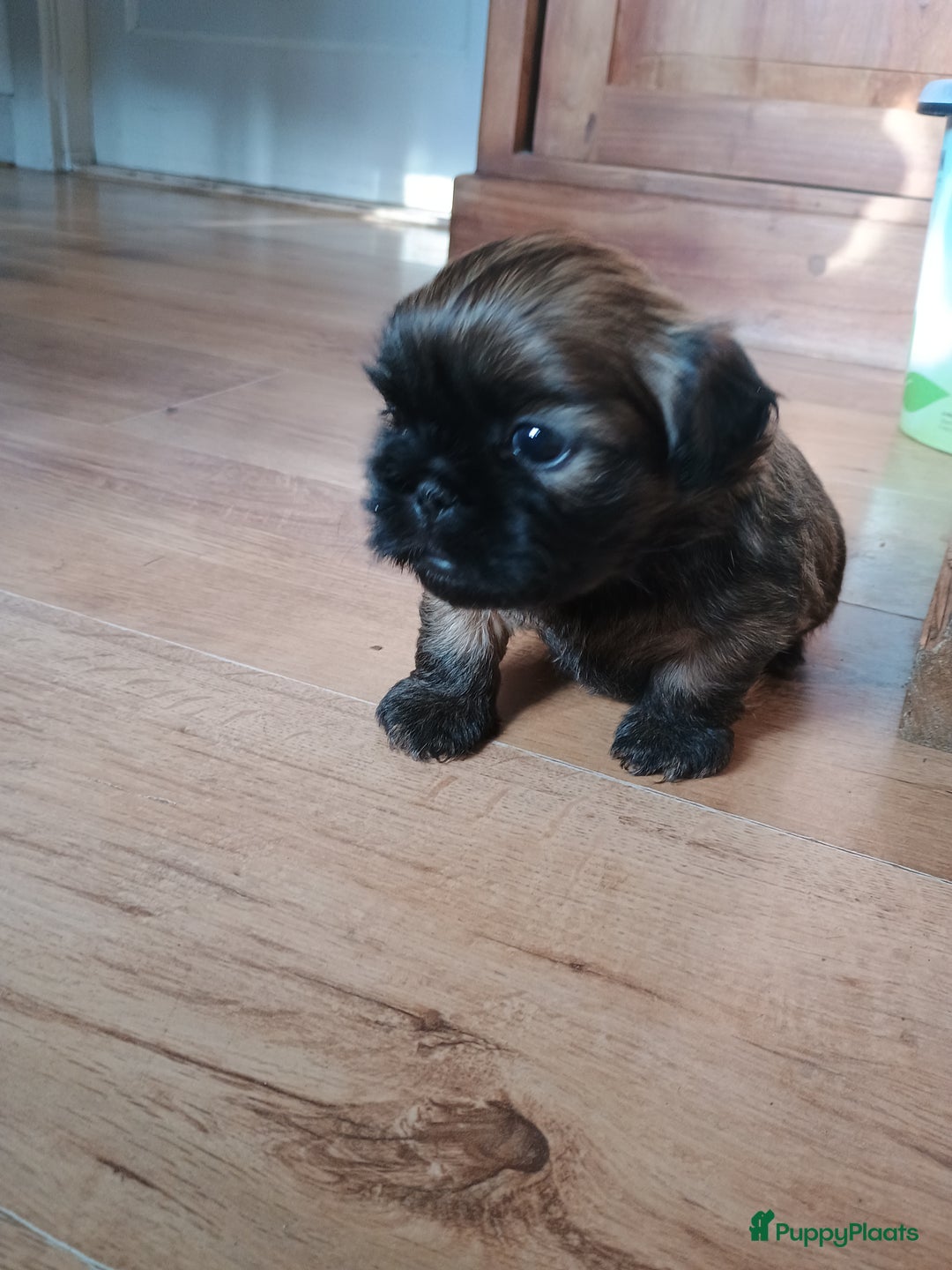 Boomer honden te koop: Super liever Boomer puppy's - Advertentie 8