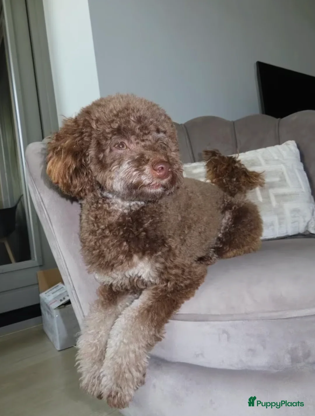 Poedel Toy honden ter dekking: Bijzondere Kleur DEKREU Toypoedel 🐶 GETEST ✅ in 's-Hertogenbosch - Advertentie 2