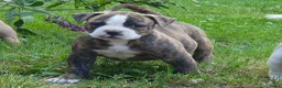 Amerikaanse Bulldog honden te koop: Mooie Amerikaanse Bulldog pups  - Advertentie 10