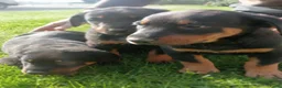 Beauceron honden te koop: Gezinshond Beauceron  in Strijbeek - Advertentie 8