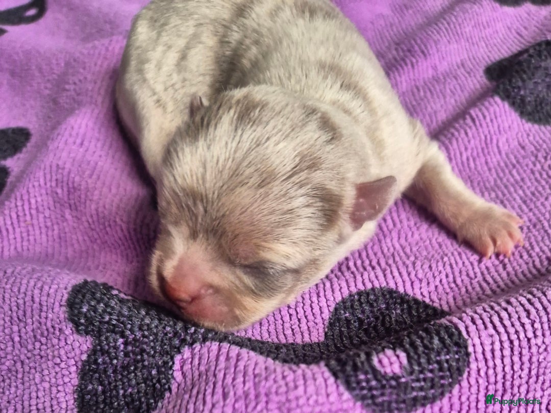 Chihuahua honden te koop: Mooi Lavendel Merle chihuahua reu - Afbeelding 3