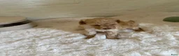 Poedel Toy honden te koop: 3 prachtige toy poedels  - Advertentie 10