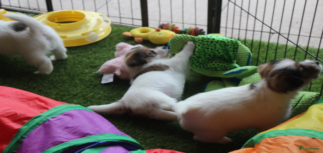 Galerij afbeelding {{count}}