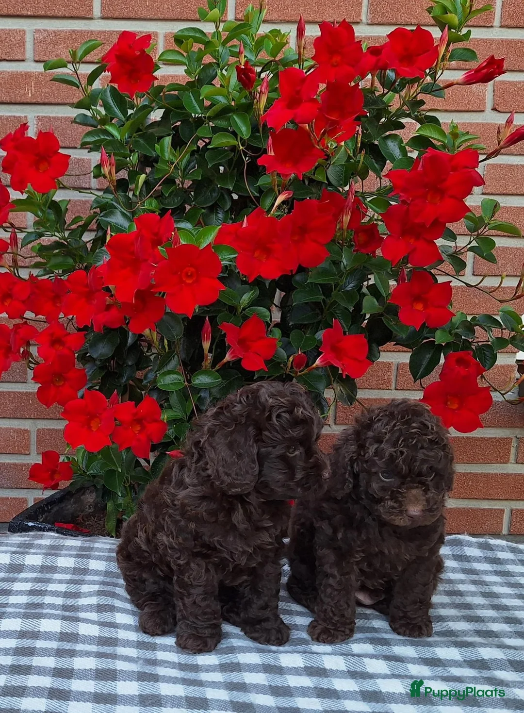Poedel Toy honden te koop: schitterende donkerbruine toypoedel pups - Advertentie 2