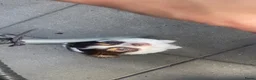 Chihuahua honden te koop: Prachtige chihuahua pups - Advertentie 8