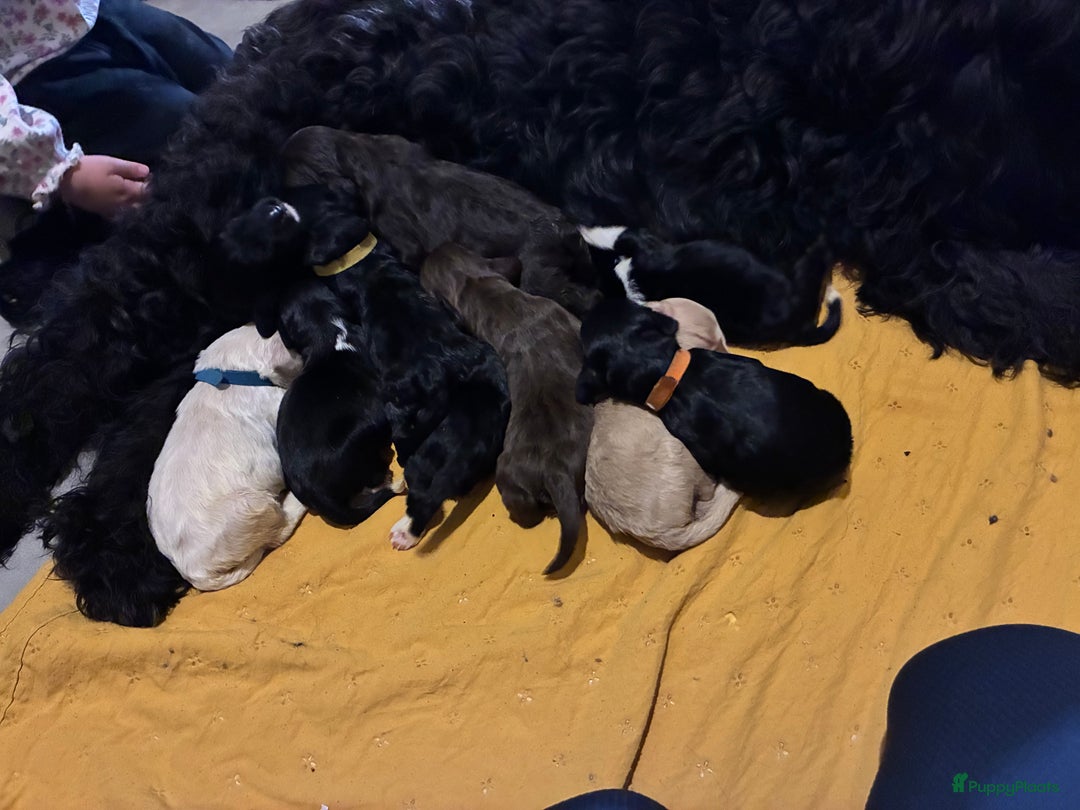 Barbet honden te koop: Barbet puppy’s geboren - Advertentie 31