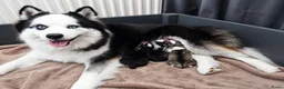 Pomsky honden te koop: F3 pomskys - Advertentie 2