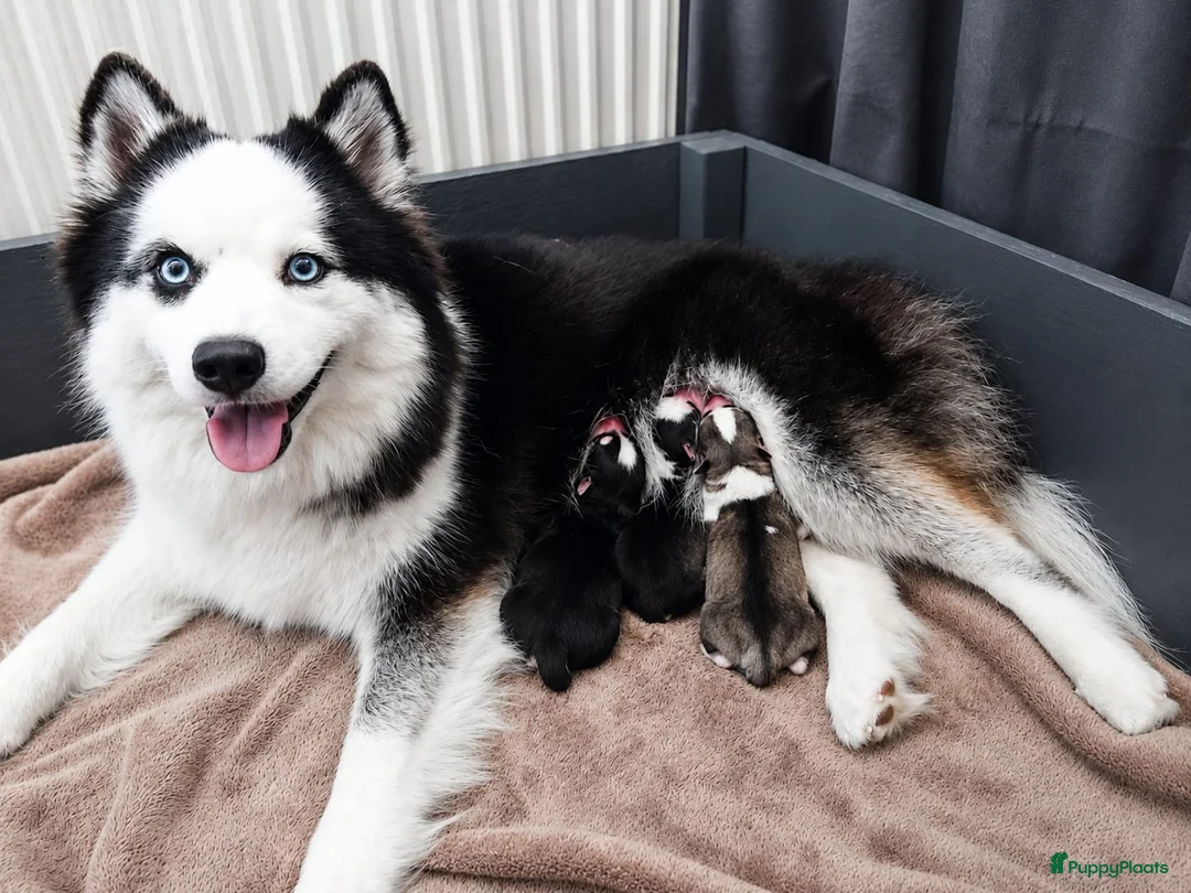 Pomsky honden te koop: F3 pomskys - Advertentie 2