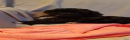 Kruising honden te koop: Lieve boompoo's  - Advertentie 3