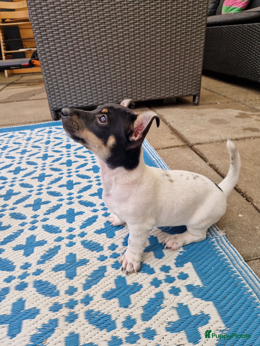 Jack Russel Terriër honden te koop: Lieve jack russel pups - Afbeelding 2
