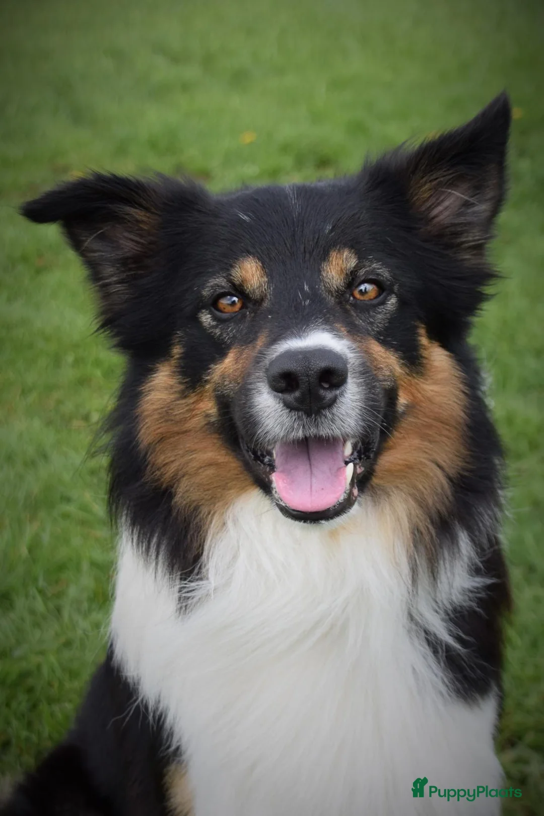 Border Collie honden te koop: Pups verwacht in Franeker - Advertentie 2