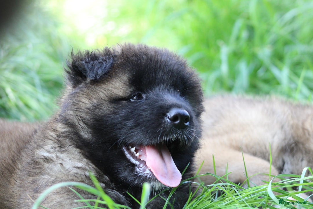 American Akita honden te koop: American Akita's Beschikbaar - Advertentie 1