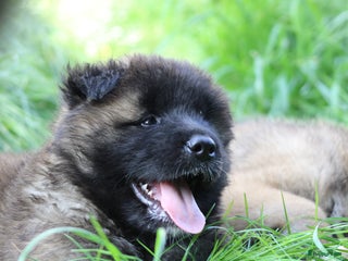 American Akita honden te koop: American Akita's Beschikbaar - Advertentie 1