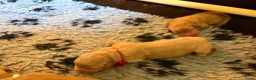 Labradoodle honden te koop: Exclusief Medium Labradoodle nest 🐾 - Advertentie 14