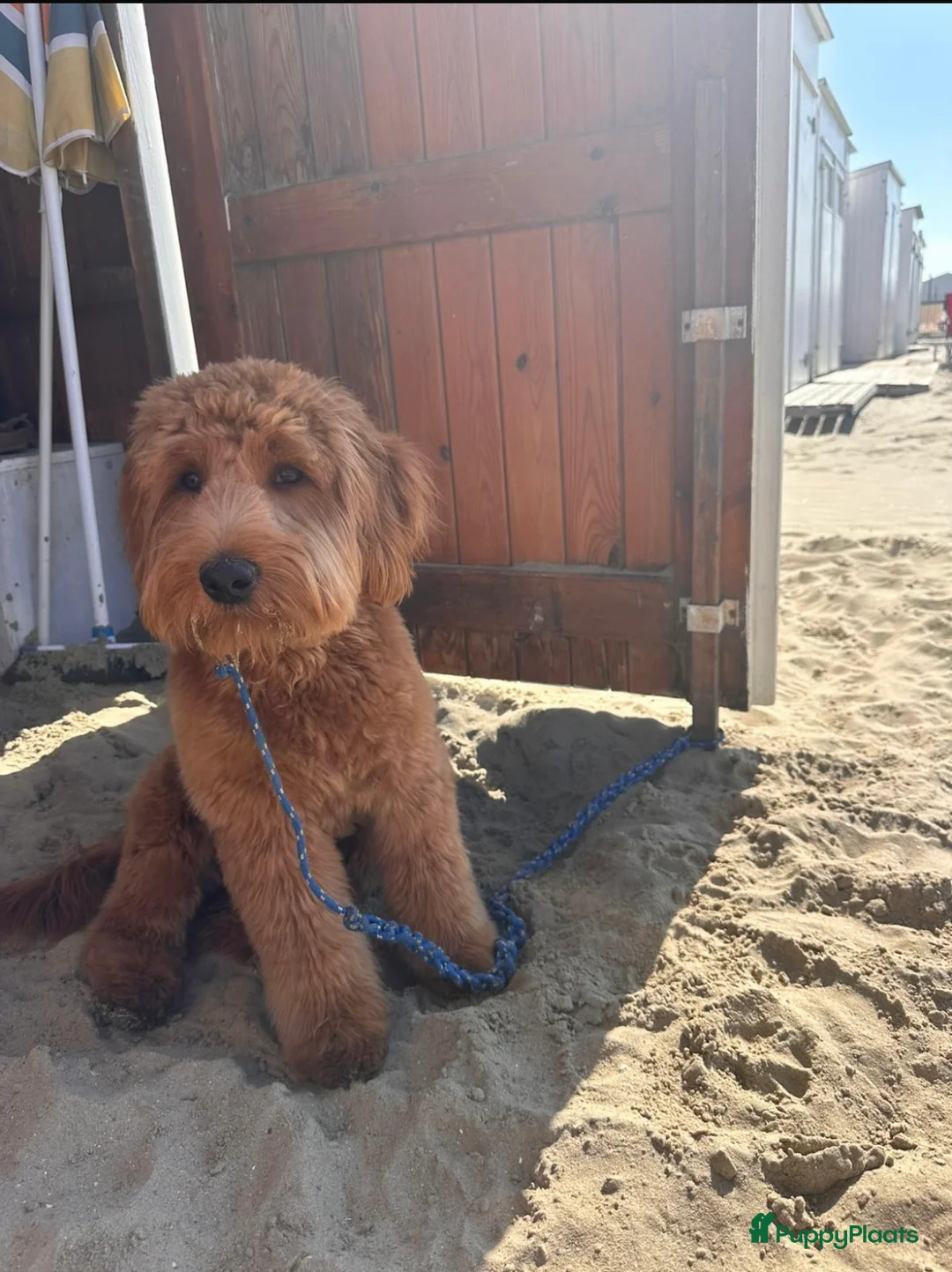 Australian Labradoodle honden te koop: Medium Australian Labradoodle pup nestaankondiging - Advertentie 14