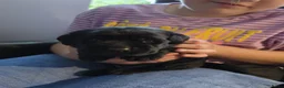 Labrador Retriever honden te koop: Prachtige blonde en zwarte labradorpups geboren! ♥ - Advertentie 12