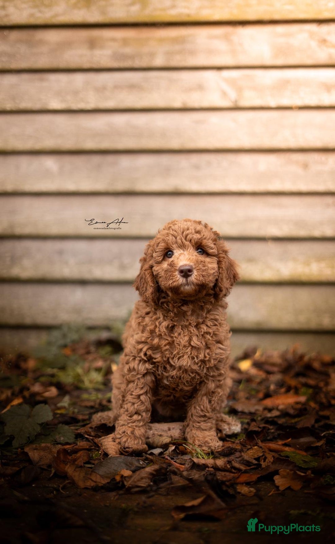 Goldendoodle honden te koop:  Prachtige F3 Doodle Pups van Roos & Sem - Advertentie 3