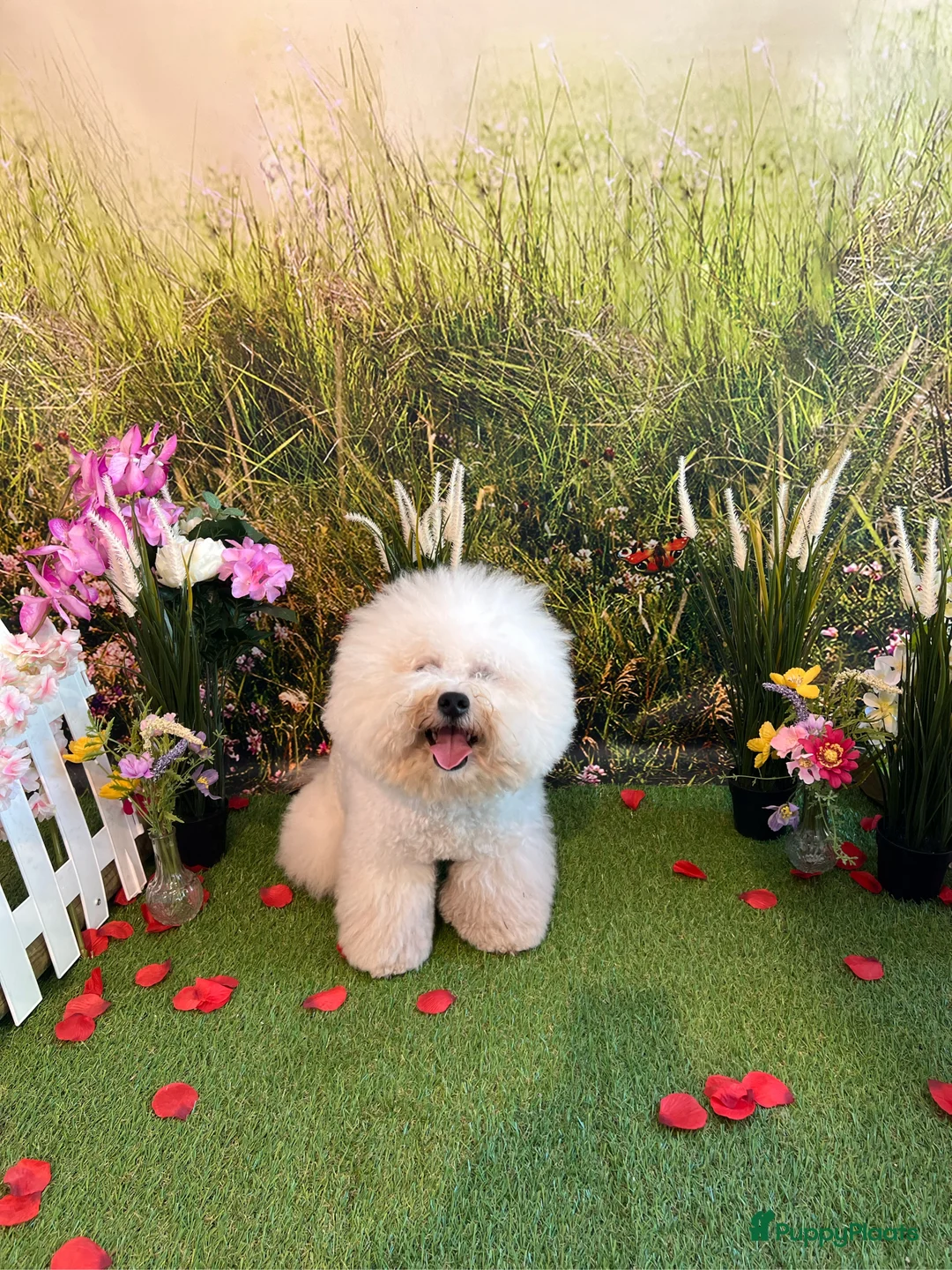 Galerij afbeelding {{count}}