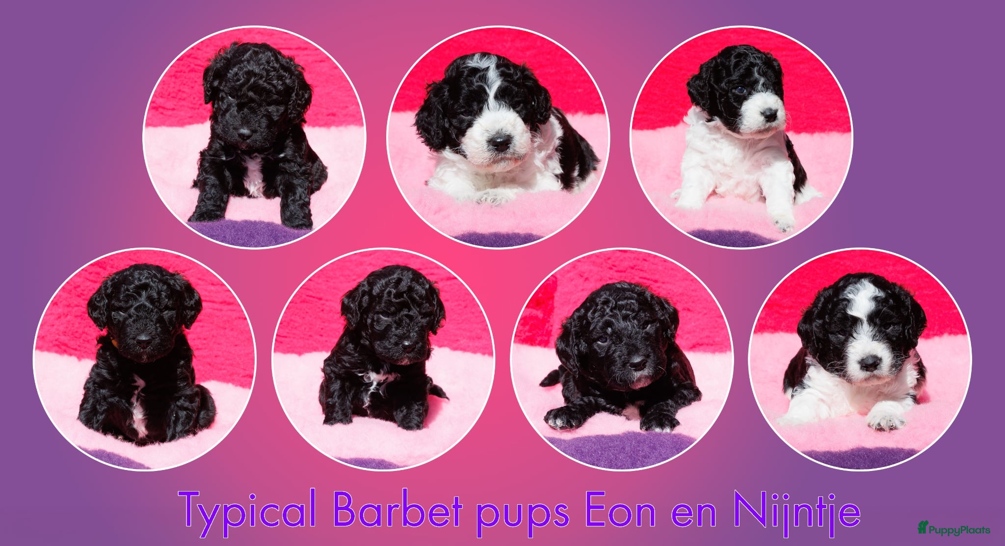 Barbet honden Franse waterhond - Barbetpups - Advertentie 2