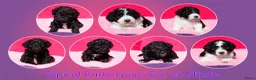 Barbet honden te koop: Franse waterhond - Barbetpups - Advertentie 3