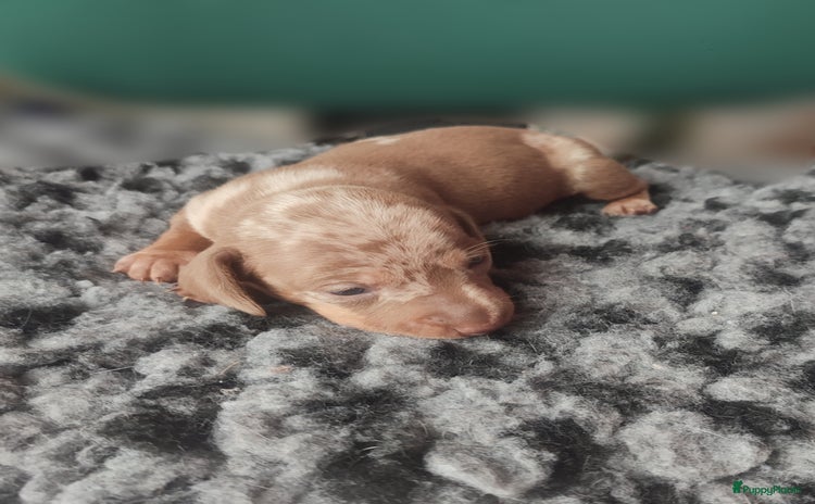 Teckel (korthaar)  honden - Advertentie 14