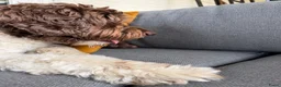Australian Labradoodle honden te koop: Prachtige donkerbruine Australian Labradoodle reu in Halsteren - Advertentie 8