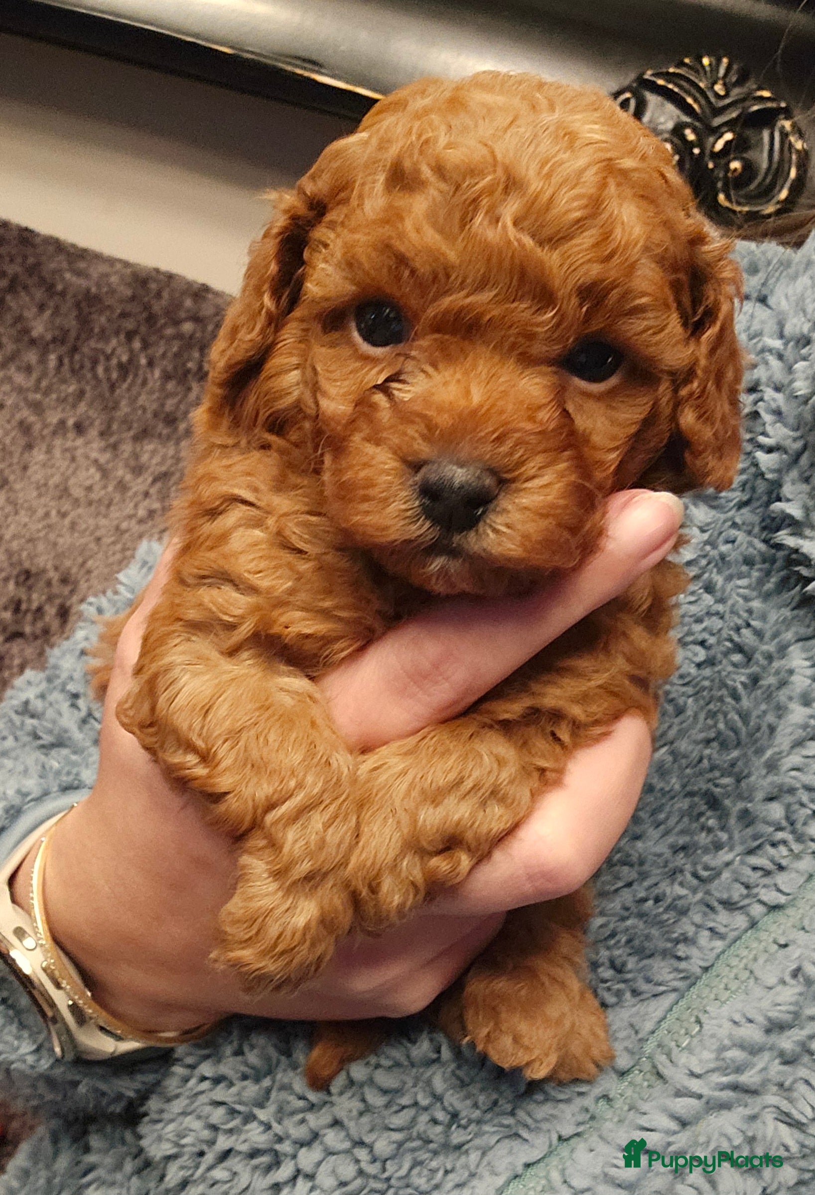 Poedel Toy honden Toy/dwerg poedel pups 🐾 - Advertentie 3