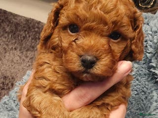 Poedel Toy honden Toy/dwerg poedel pups 🐾 - Advertentie 3