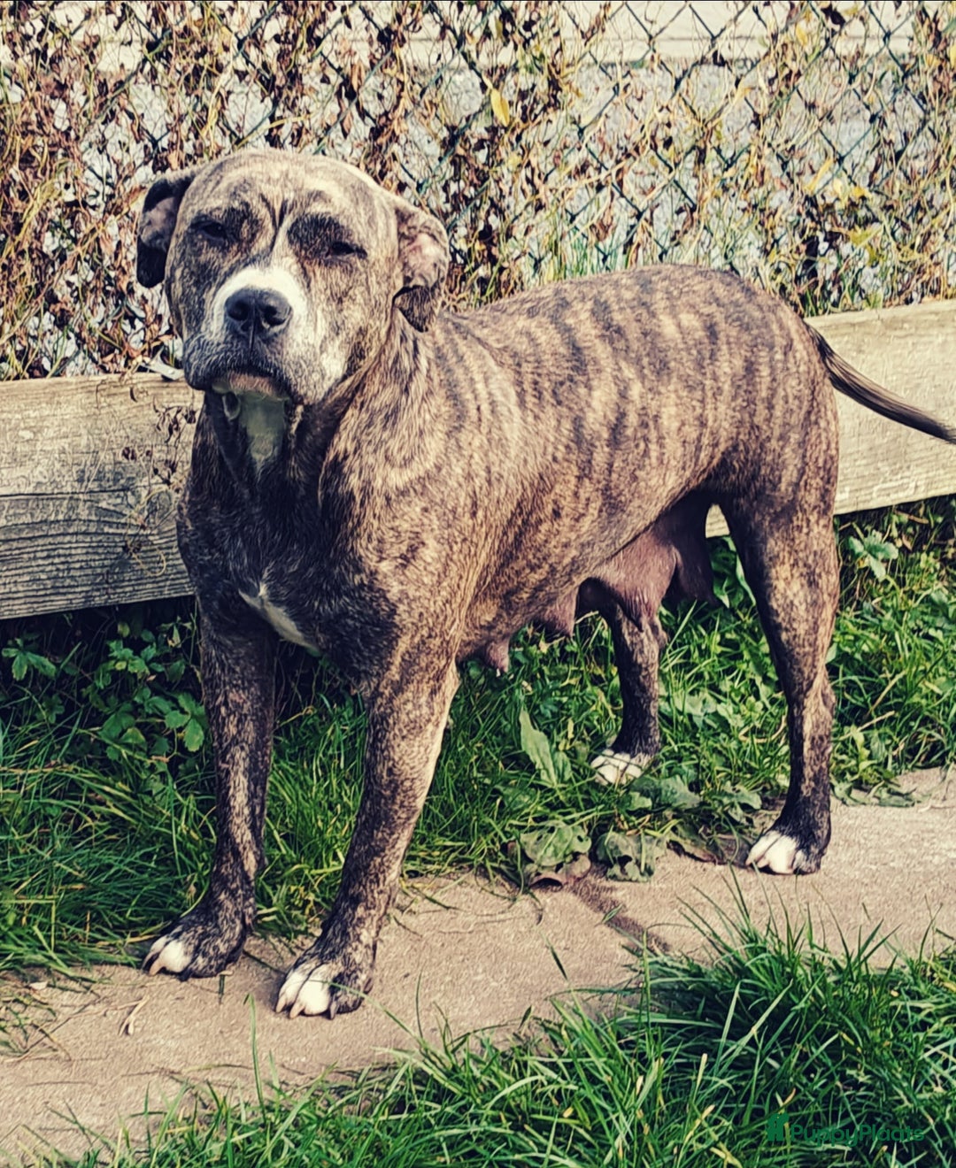 American Staffordshire Terriër honden te koop: Amerikaanse stafford pups  - Advertentie 17