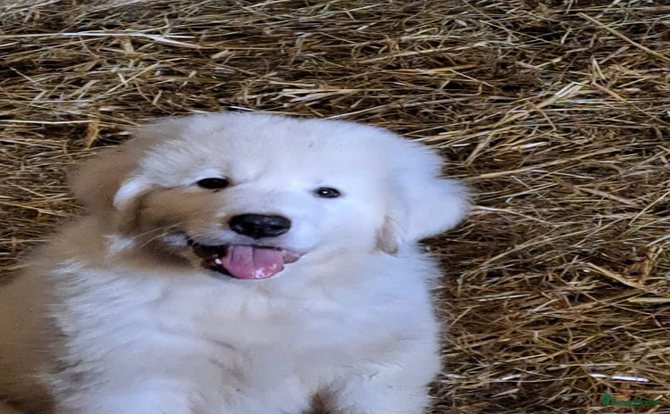 Kruising honden - Advertentie 1