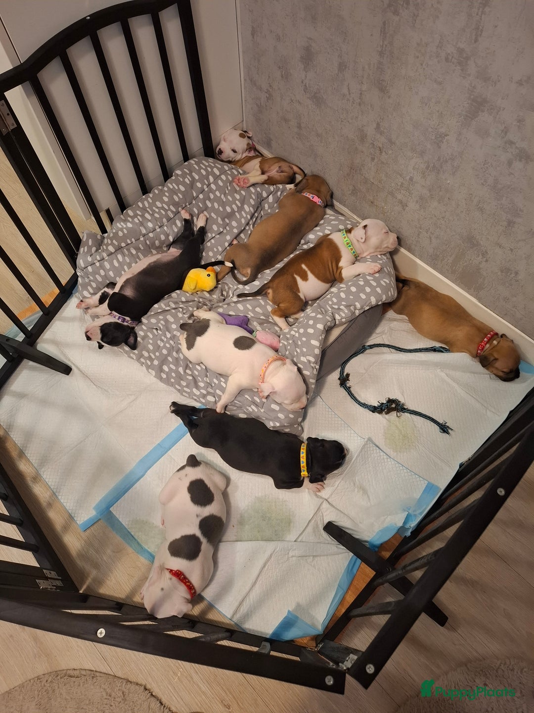 American Staffordshire Terriër honden te koop: American Staffordshire Terriers Pupps  - Advertentie 2