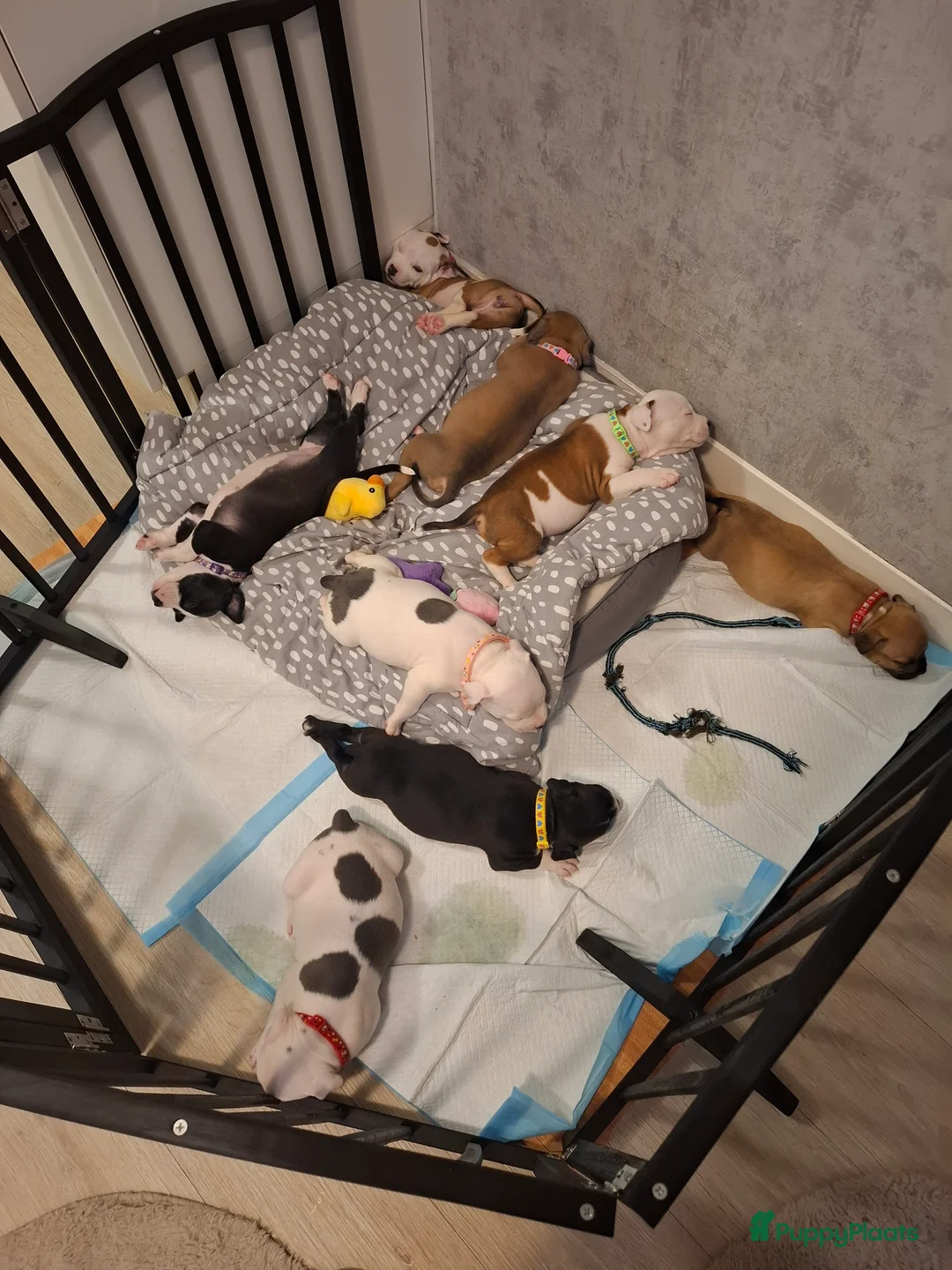 American Staffordshire Terriër honden te koop: American Staffordshire Terriers Pupps  - Advertentie 5