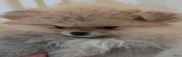 Pomeriaan honden te koop: Pomeriaan pups Nederlandse  - Advertentie 13