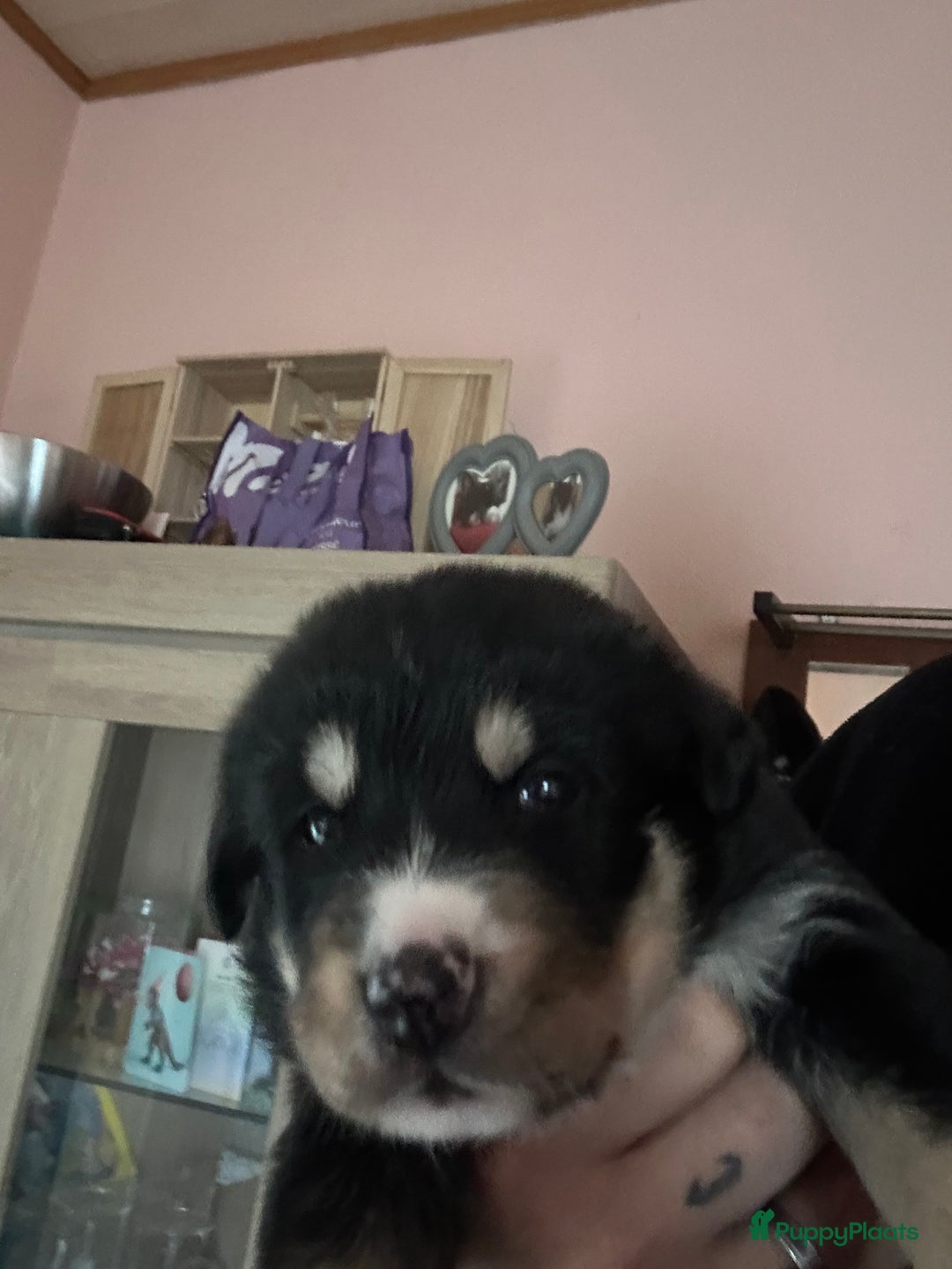 Kruising honden te koop: Super lieve bernsky puppy’s - Afbeelding 12