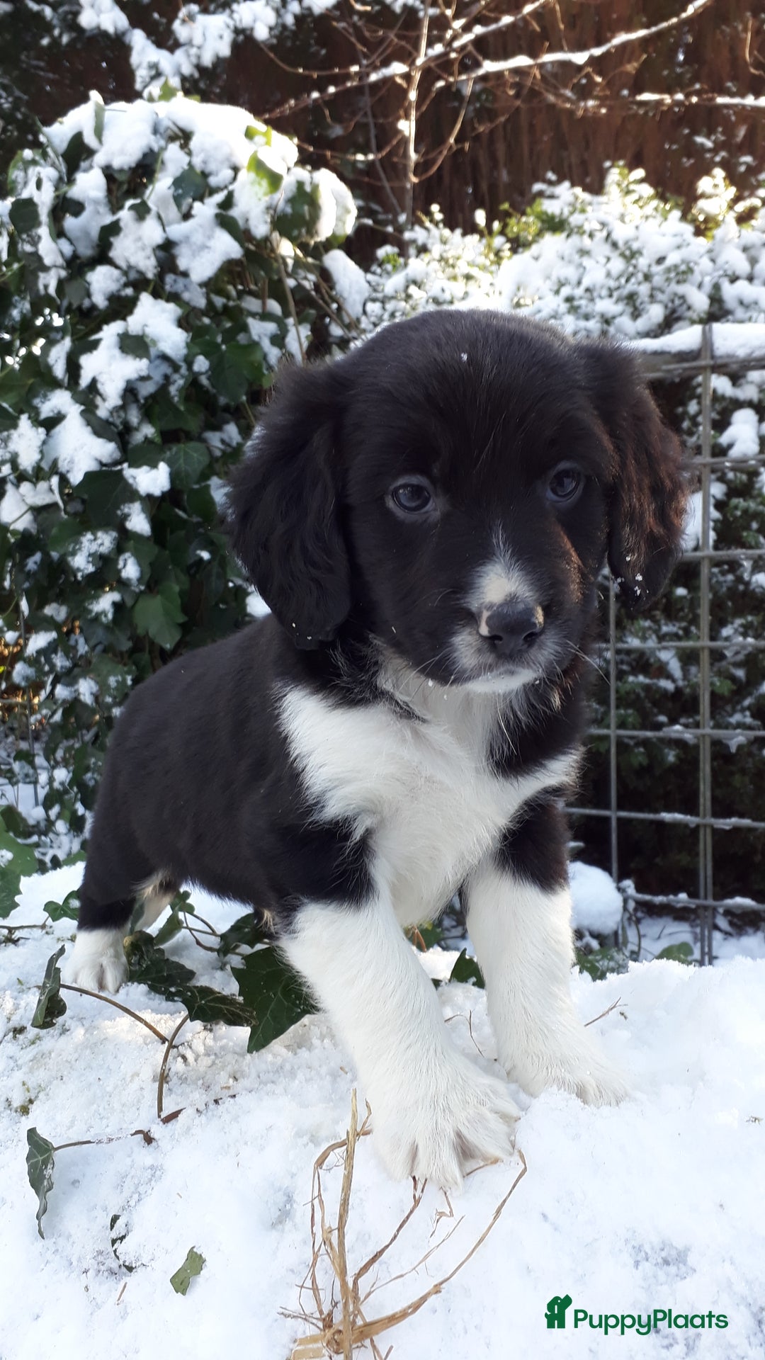 Kruising honden te koop: Prachtige kruising pups - Advertentie 10