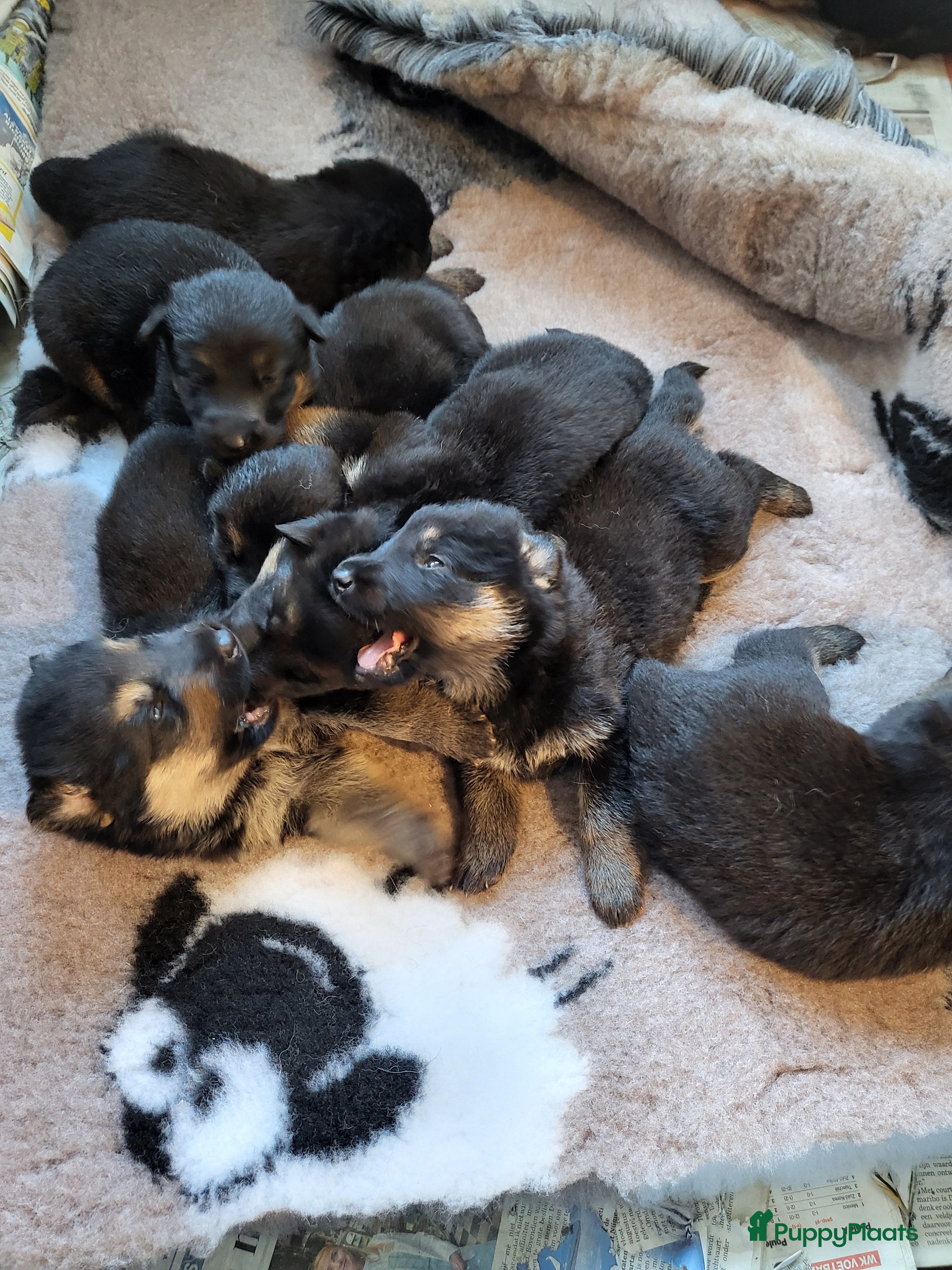 Duitse Herder honden te koop: Prachtig nest Duitse herder pups - Advertentie 2