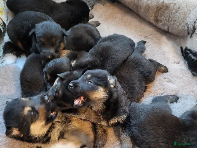 Duitse Herder honden te koop: Prachtig nest Duitse herder pups - Advertentie 2