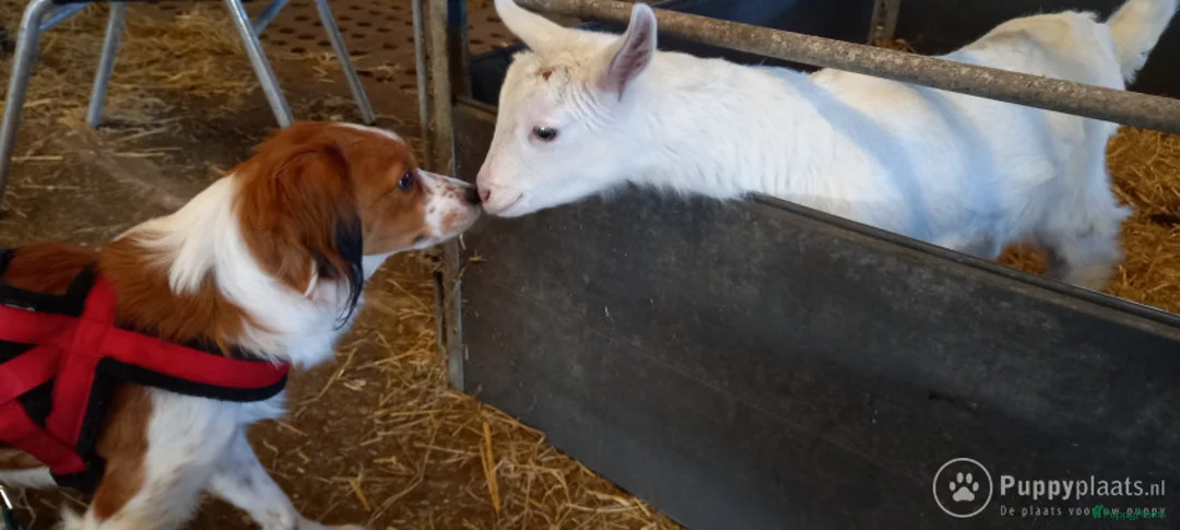 Kooikerhondje honden ter dekking: Kooiker dekreu aangeboden in Sumar - Advertentie 3