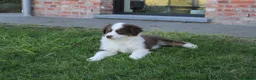 Australian Shepherd honden te koop: Mini American Shepherd pups - mini aussie - Advertentie 12