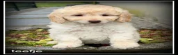 Labradoodle honden te koop: Labradoodle pups +/- 45cm inprijs verlaagd ivm vak - Advertentie 4