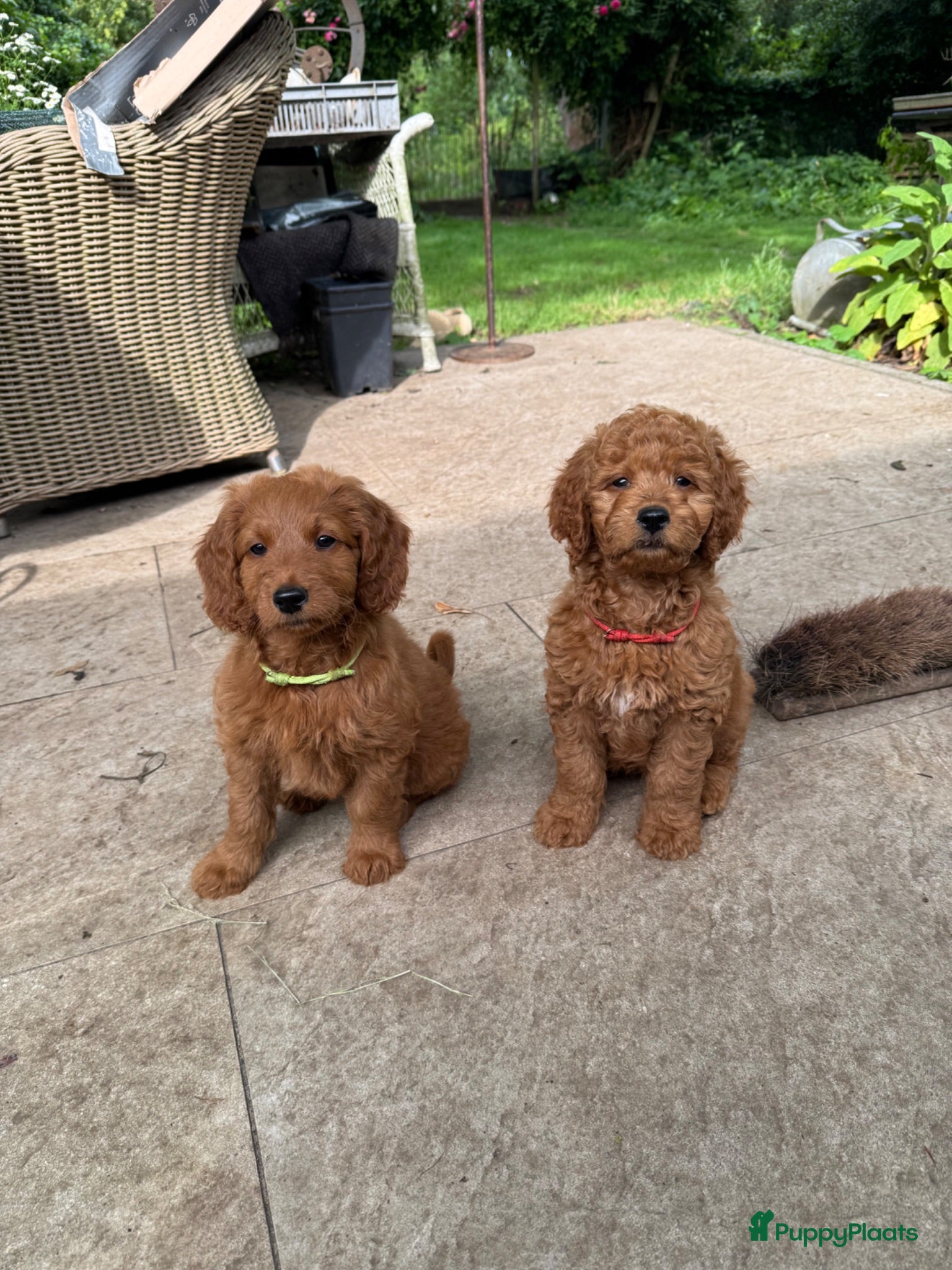 Australian Labradoodle honden Prachtig nest labradoodles (medium) - Advertentie 2