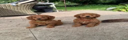 Australian Labradoodle honden te koop: Prachtig nest labradoodles (medium) - Advertentie 2