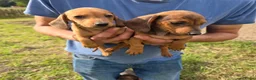 Dwergteckel honden te koop: Dwergteckel Korthaar pups België - Advertentie 6