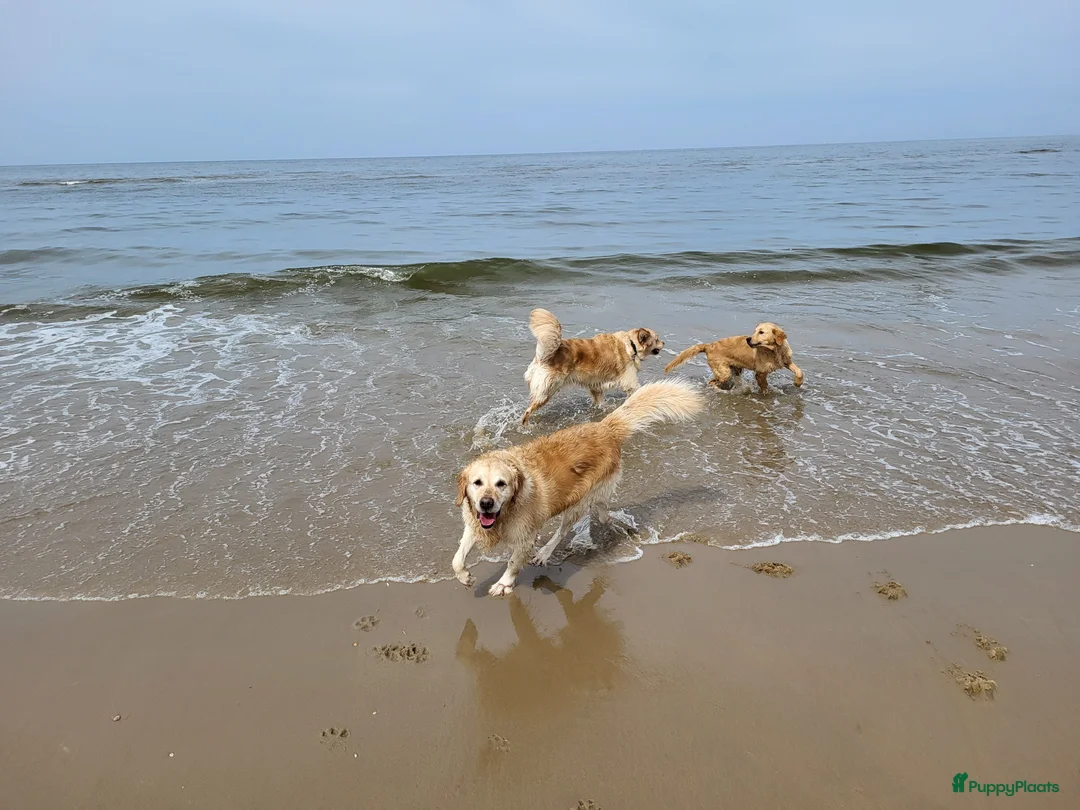 Galerij afbeelding {{count}}