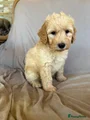 Australian Labradoodle Puppy 1