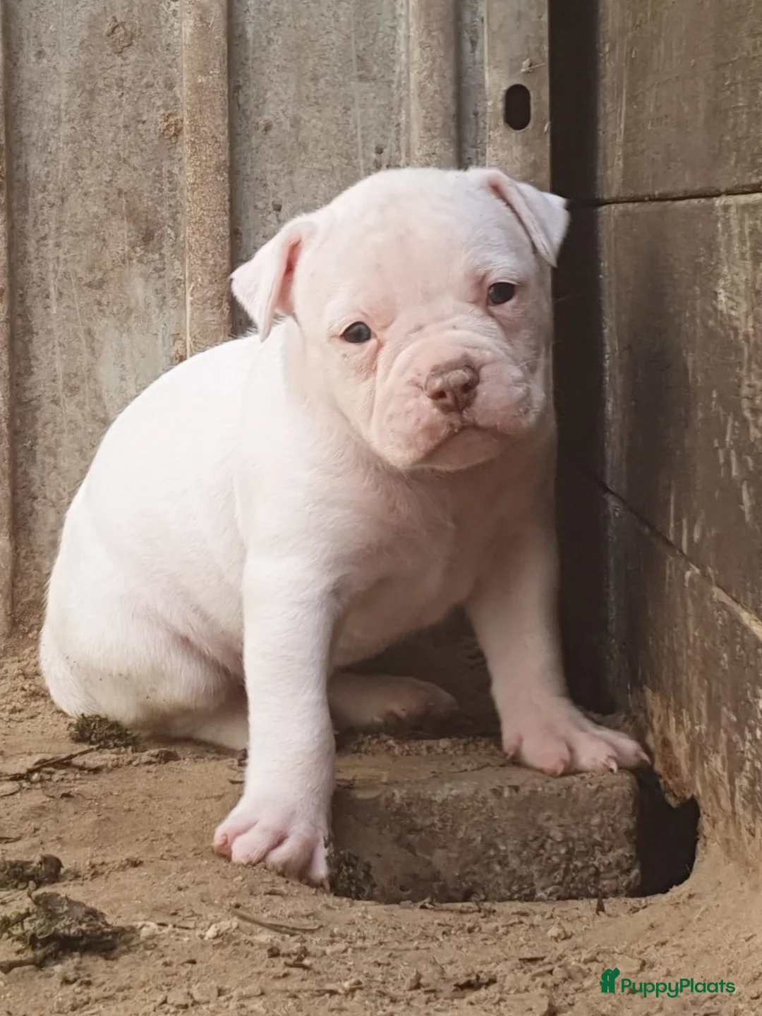 Amerikaanse Bulldog honden te koop: Prachtige Amerikaanse bulldog pups met stamboom - Advertentie 1