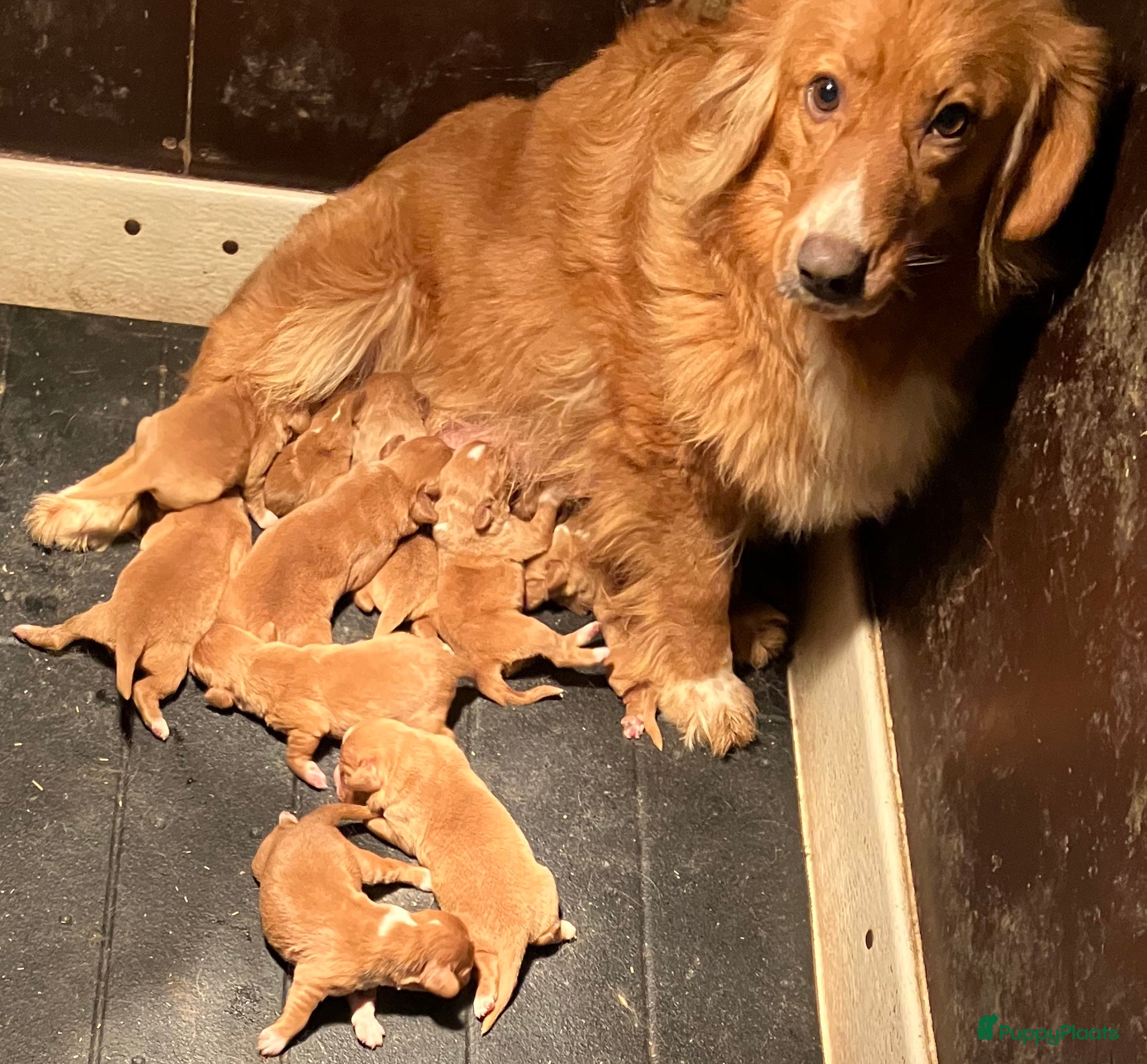 Nova Scotia Duck Tolling Retriever honden Prachtige nova scotia duck tolling retriever pups - Advertentie 2