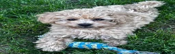 Maltipoo honden te koop: Maltipoo teefje puppy - Advertentie 3