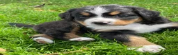 Berner Sennenhond honden te koop: Prachtige Raszuivere Berner Sennen pups te koop in Voorthuizen - Advertentie 9