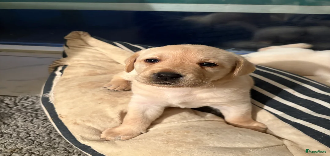 Galerij afbeelding {{count}}